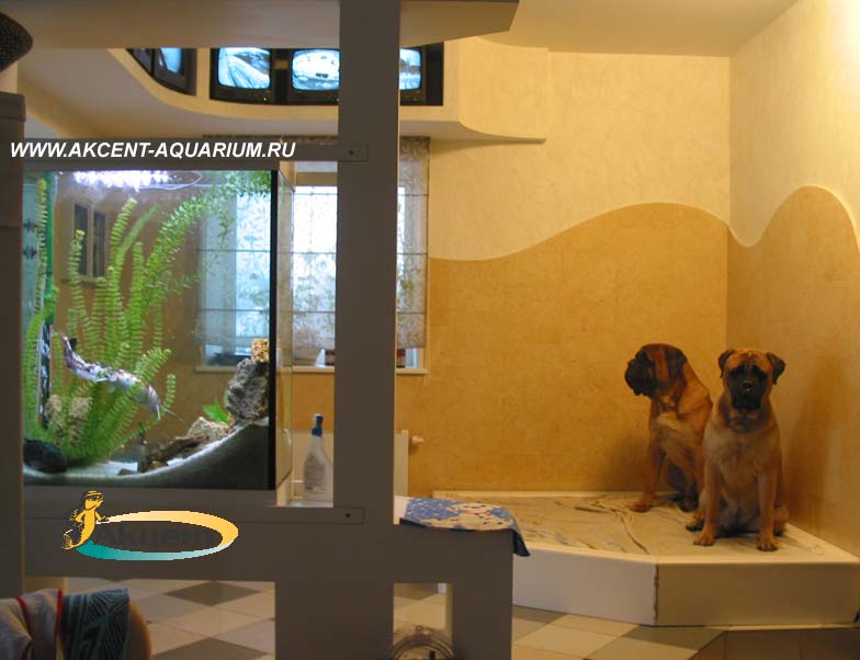 Акцент-Аквариум, аквариум 250 литров просмотровый, вид со стороны столовой